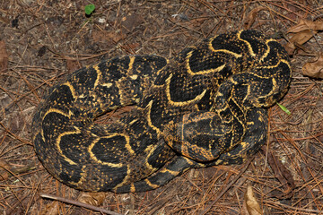 Beautiful camouflage of the potently cytotoxic Puff Adder (Bitis arietans), in the wild