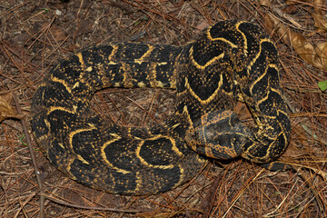 Beautiful camouflage of the potently cytotoxic Puff Adder (Bitis arietans), in the wild