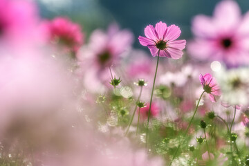 小貝川ふれあい公園　満開のコスモス
