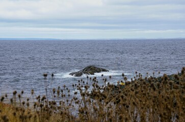 the reef peeks out from under the water