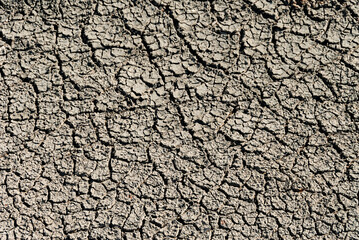 Námaskarð earns its notoriety chiefly because of its sulphurous mud springs called solfataras and steam springs called fumaroles. 