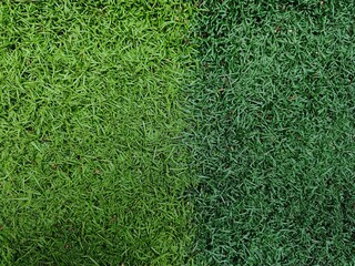 Bacground green synthetic grass texture © Isman