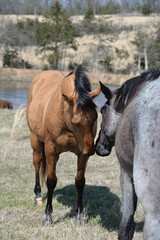 Fototapeta premium Horses greeting one another