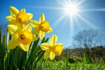 Yellow daffodils blooming in grassy field under blue sky with sun rays, capturing vibrant spring atmosphere