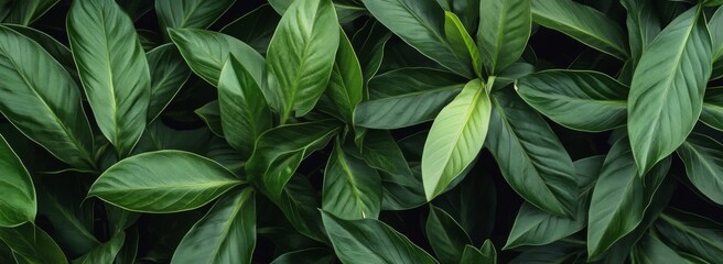 Dark tropical foliage with lush green leaves, showcasing detailed textures in a natural background.