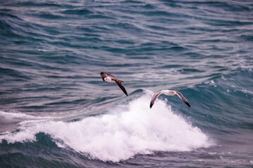 Two Seagulls Soaring Above Ocean Waves.