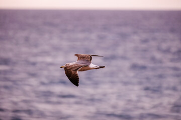 Graceful Seagull in Flight Over Ocean Waves.