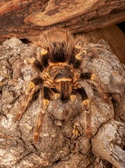 Chaco Golden Knee Tarantula (Grammostola aureostrista).