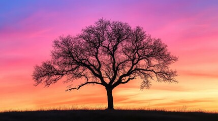 Obraz premium Silhouette of a tree against a vibrant sunset sky, featuring pink and orange hues.