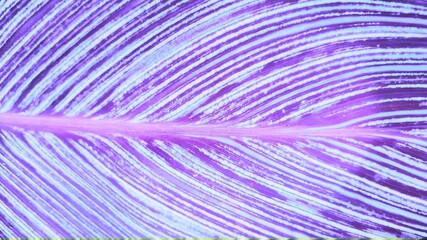 Canna green leaf pattern background. Botanical texture in stripes.in the garden