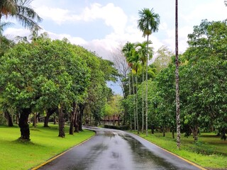 Wet asphalt road in the middle of a green park