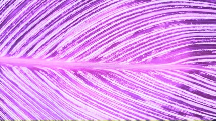 Canna green leaf pattern background. Botanical texture in stripes.in the garden