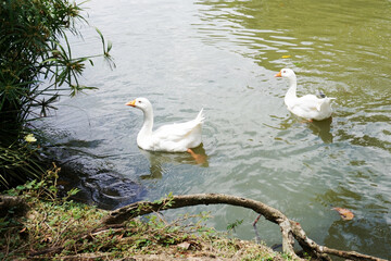 Wild ducks swimming on the shore of a lake. Bird watching and ecotourism.