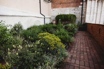 Fototapeta premium flowers in the garden