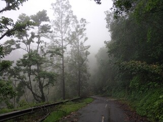 A road in the mountains in the fog after a storm. Around and on the way are broken trees and branches after a volcanic eruption.