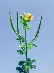 Cleome viscosa or arivela viscosa growing plant also known as asian spiderflower with blue sky background 