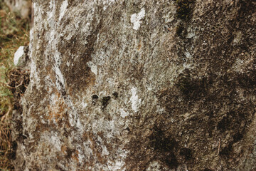 texture of the bark