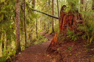 Ancient old growth stump beside Drift Creek trail in Oregon forest near Lincoln City