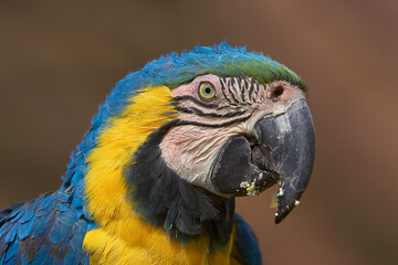 The stunning Blue-and-yellow Macaw showing off its vibrant colors under the warm skies. Every feather tells a story of the Amazon’s beauty and wild spirit. Manu National Park-Peru