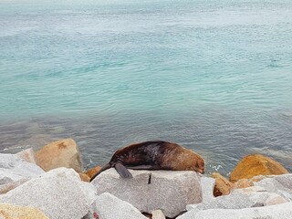A seal appears to be enjoying the sun and the peaceful surroundings.
