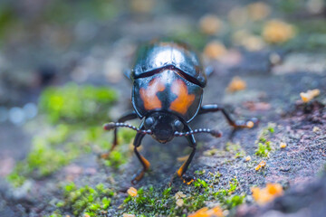 state potato beetlDryadites borneensis, fungus beetle photographed on a dead tree trunk, not far from there is a group of fungi that feed ite