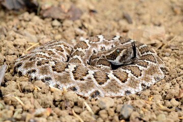 Southern Pacific Rattlesnake (Crotalus helleri).