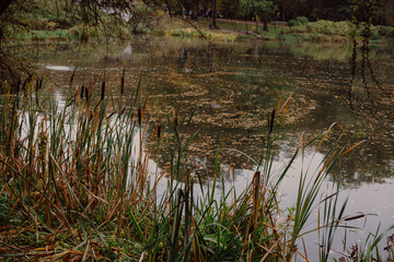 Lazienki Park Warszawa autumn