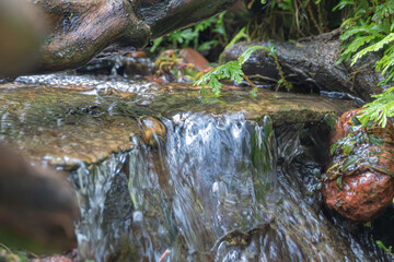 Waterflow from rocks in a pond filled with plants is one of the decorations in a forest park in the city of Bogor, Indonesia
