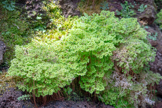 Selaginella apoda or kraussiana, also known as meadow spikemoss, is bred in a special room in a forest park in the city of Bogor, West Java, Indonesia