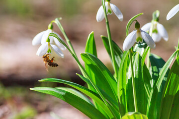 Blooming snowdrops (Galanthus nivalis) and their pollinating honey bee in early spring in the forest, closeup