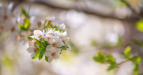 Obraz premium Spring background, banner - flowers of apple tree on the background of a blooming garden, closeup with space for text