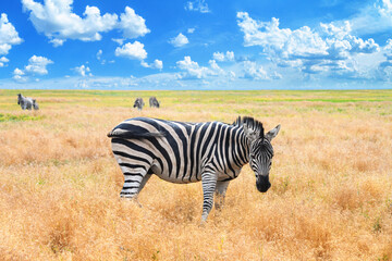 Summer landscape - view of a herd of zebras grazing in high grass under the hot summer sun. Wildlife scene from nature