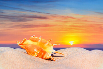 Close-up view of a seashell on a sandy beach at sunset, selective focus. Concept of sandy beach...