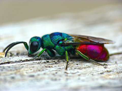 Avispa cuco con hermosos colores 