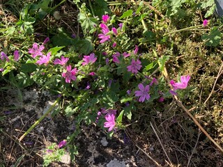 petites fleurs violine