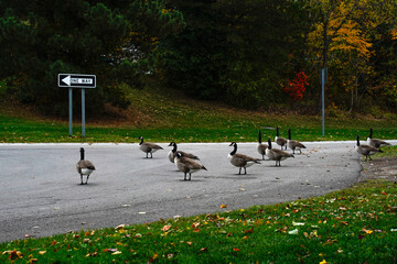 Obraz premium Beautiful autumn day at Niagara Falls, America.
