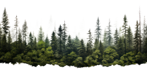 PNG Forest outdoors woodland nature.