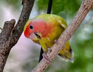 Lutino Peach Faced Lovebirds