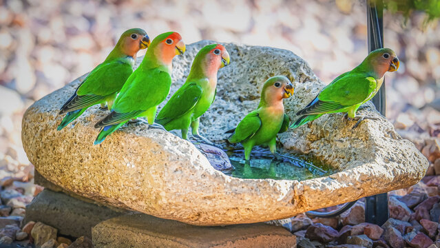 Rosey Faced Lovebirds in the Water Dish
