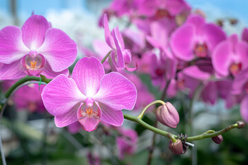 A beautiful orchid flower in a special care room at an ornamental plant shop