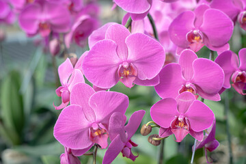 A beautiful orchid flower in a special care room at an ornamental plant shop