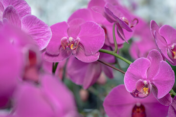 A beautiful orchid flower in a special care room at an ornamental plant shop