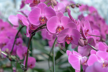A beautiful orchid flower in a special care room at an ornamental plant shop