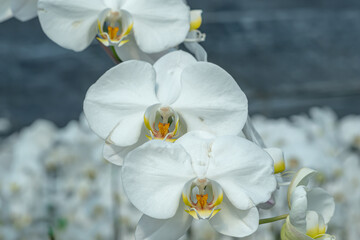 Fototapeta premium A beautiful orchid flower in a special care room at an ornamental plant shop