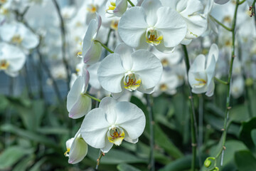 A beautiful orchid flower in a special care room at an ornamental plant shop