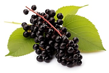 Elderberry with leaf isolated on white background
