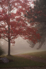 Fall Season
