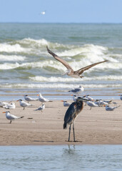 Great Blue Heron on the Beach