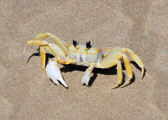 Atlantic Ghost Crab