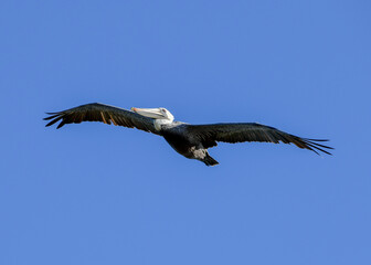 Pelican in flight